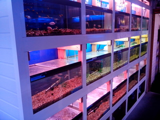 tropical fish, Marine fish, pond fish corals