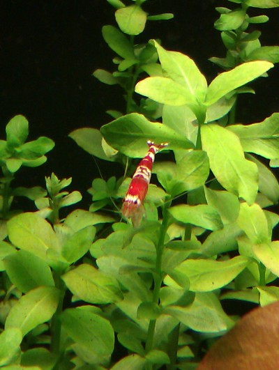 crystal red shrimps