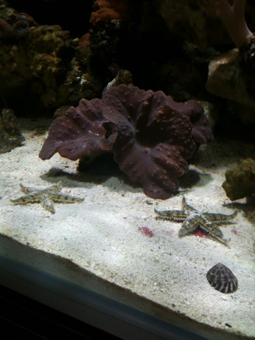 Roys reef tank leicester aquatics